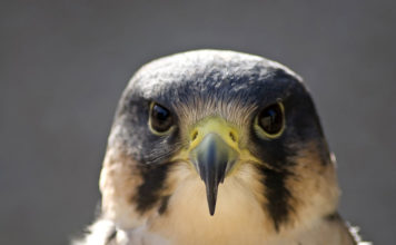 wat wij van de vogels kunnen leren