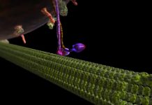 De video die elke twijfel aan een Schepper wegneemt