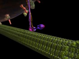 De video die elke twijfel aan een Schepper wegneemt